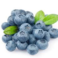 Blueberry Extract